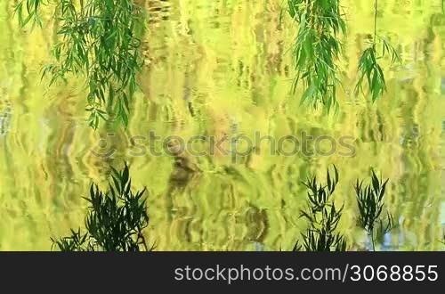 Willow tree reflection