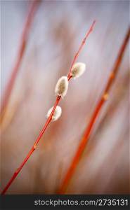 Willow twig with bud in early spring