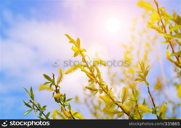 Willow twigs and sun on blue sky background. Easter and spring concept.