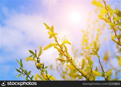 Willow twigs and sun on blue sky background. Easter and spring concept.