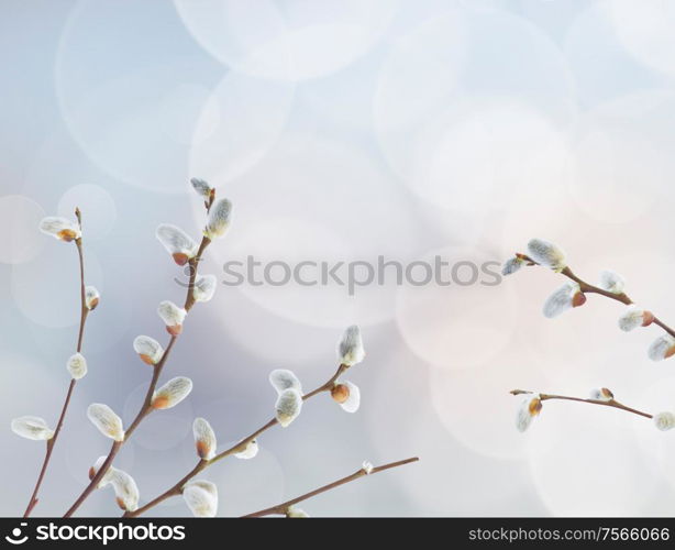 willow twigs with catkins frame on blue background. willow twigs with catkins frame