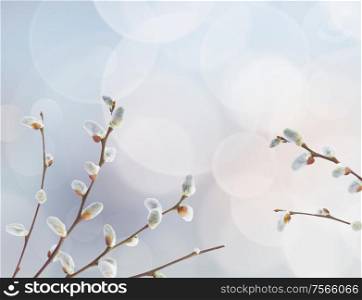 willow twigs with catkins frame on blue background. willow twigs with catkins frame