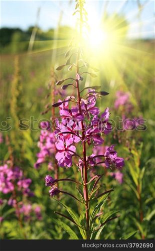 Willowherb - Epilobium Angustifolium. blooming sally (Epilobium angustifolium). Purple Alpine Fireweed. epilobium flower