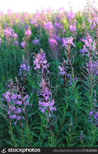 Willowherb - Epilobium Angustifolium. blooming sally (Epilobium angustifolium). Purple Alpine Fireweed. epilobium flower