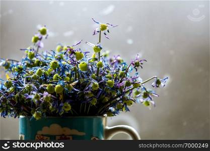 Wilted blue anemones in mug in window light. Mug with withered anemones. Flowers at the window. Withered anemones on gray background.