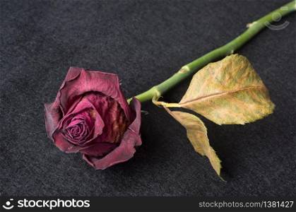 Wilted red rose over dark textured background