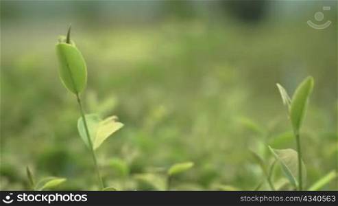 Wind blowing green tea leaves on sunny day plantation blurred background, Fresh top young leaves, Beautiful background of fresh green tea leaf, nature environment scene, hot outdoors asian cultivation
