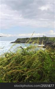 Wind blowing tall grass at Atlantic coast of Brittany, France.
