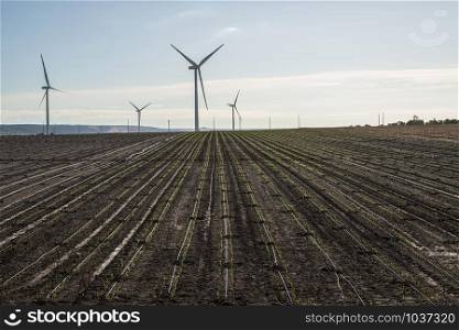 Wind generator in agriculture land. Black soil.