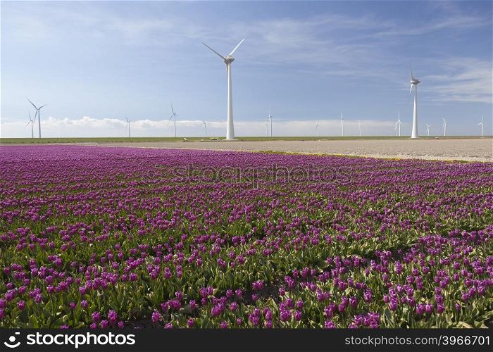 wind turbines against blue sky and purple tulip field in noordoostpolder flevoland in the netherlands