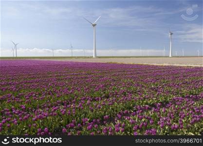 wind turbines against blue sky and purple tulip field in noordoostpolder flevoland in the netherlands