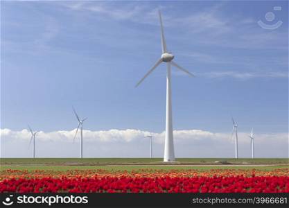 wind turbines against blue sky and red tulip field in noordoostpolder flevoland in the netherlands