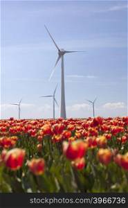 wind turbines against blue sky and red tulip field in noordoostpolder flevoland in the netherlands