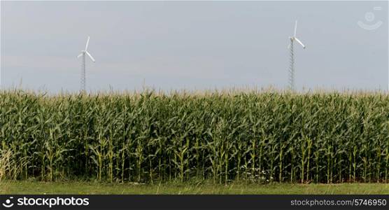 Wind turbines in corn field, Summerside, Prince Edward Island, Canada