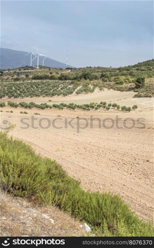 Wind turbines on a hill and olive trees