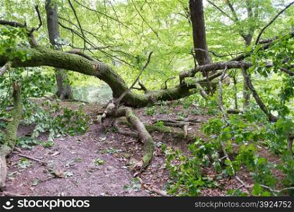 Windfall in forest. Broken oak tree as damage from a storm in a forest
