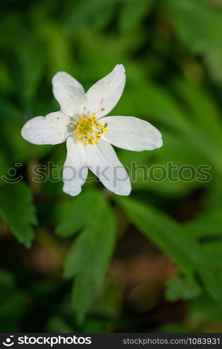 Windflower (Anemone nemorosa), close up image of the flower head