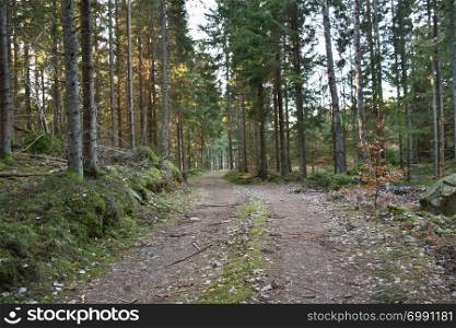 Winding country road through a mossy coniferous forest