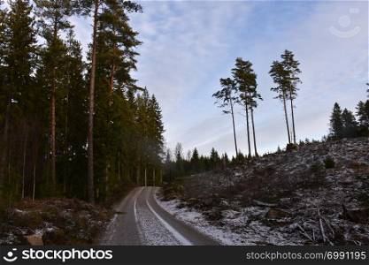 Winding dirt road through a coniferous woodland