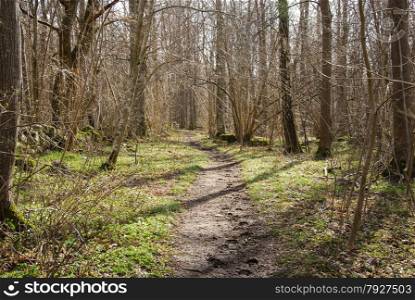 Winding footpath through a deciduous forest at springtime.