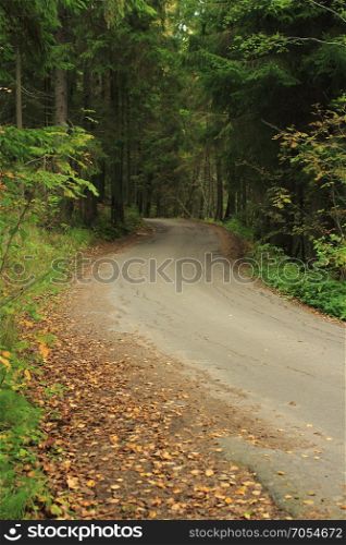 winding forest road go the distance