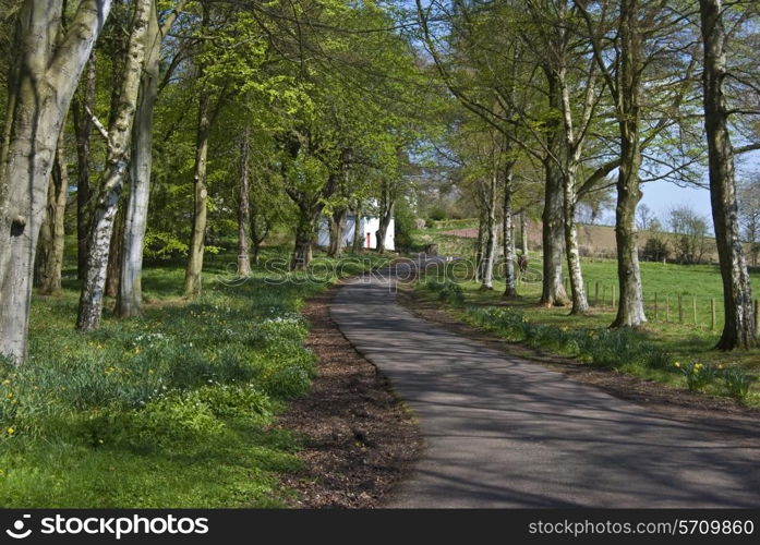 Winding parkway surrounded by trees in spring