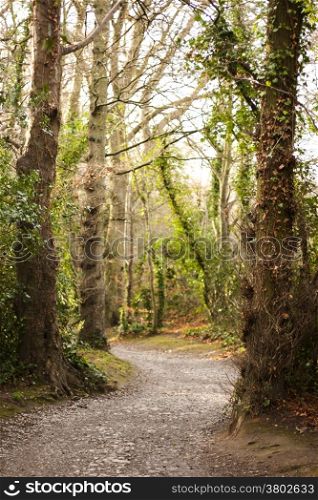 Winding Path through Forest