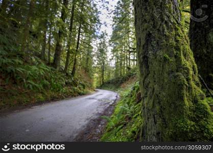 Winding road through old growth forest