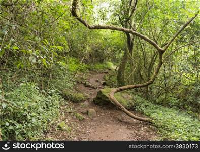 winding vine branch in tropical forest near Sabie south africa