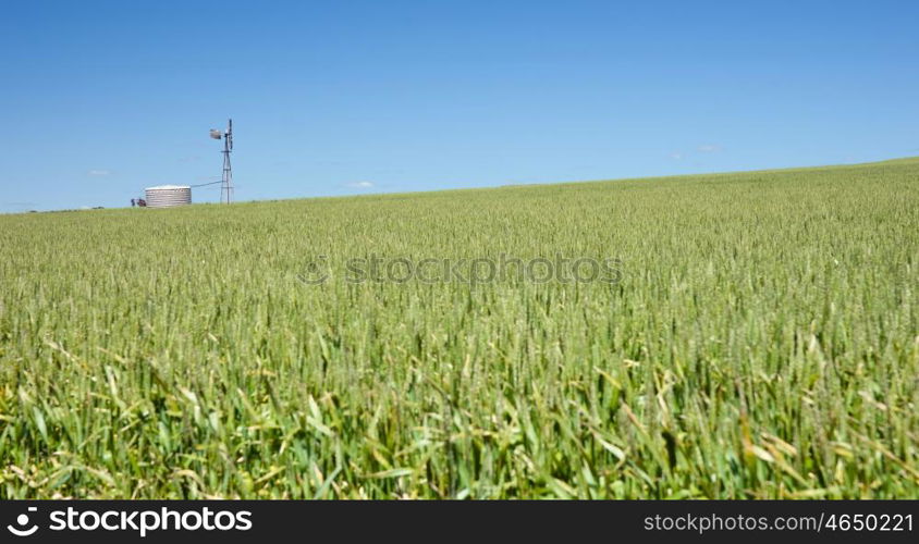 windmill in field of wheat landscape
