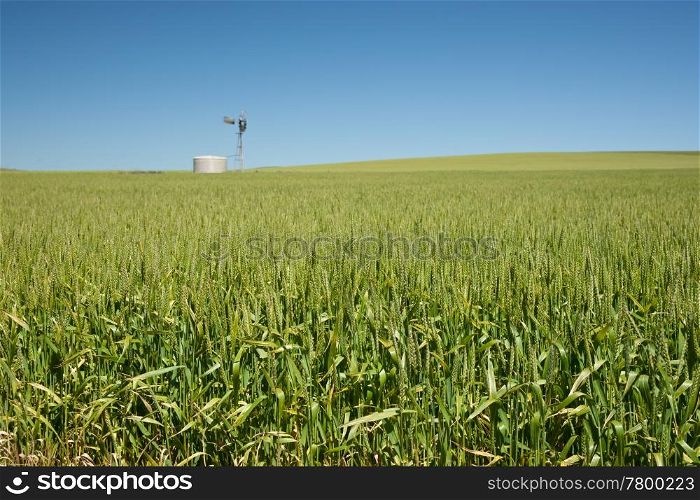 windmill in fields of wheat in the countryside at burra south australia