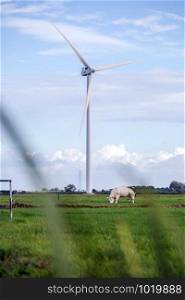 windmill with fresh green grass and clear blue sky in summer, energy concept with cow in a field. windmill with fresh green grass and clear blue sky in summer, energy concept with cow in the field
