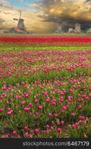 Windmill with tulip field in Holland