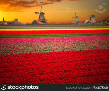 Windmill with tulip field in Holland