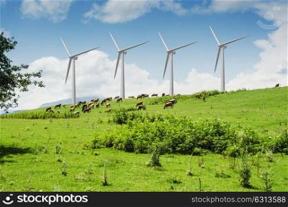 Windmills in summer landscape with cows grazing