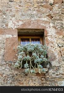 Window and plants. Small window in a old wall with plants in front of it