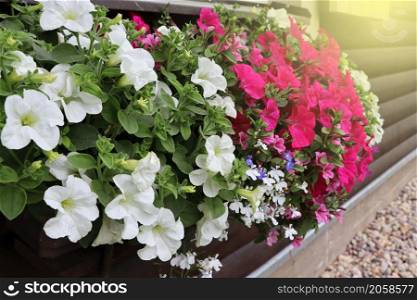 Window box full of colorful petunias . Pink and white flowering plants in a flower box in the window sill .. Window box full of colorful petunias . Pink and white flowering plants in a flower box in the window sill