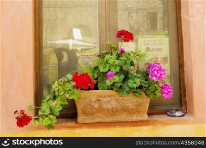 Window box in on the window of a house, Siena Province, Tuscany, Italy
