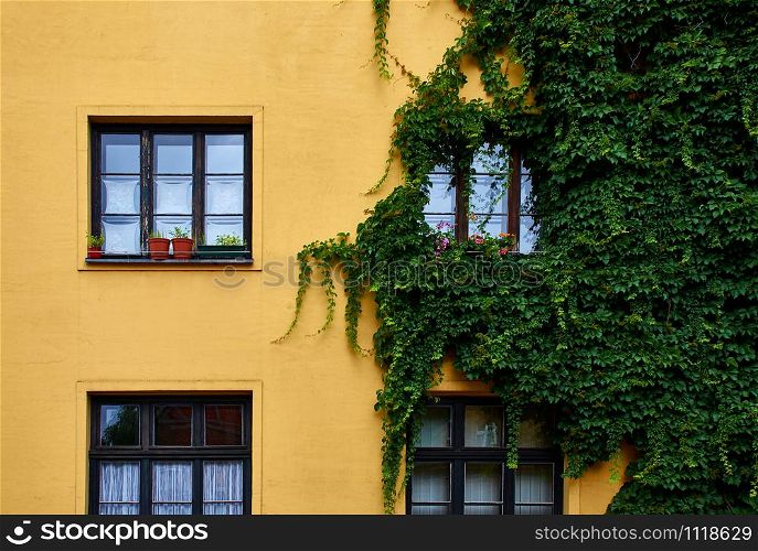window decorated with plants