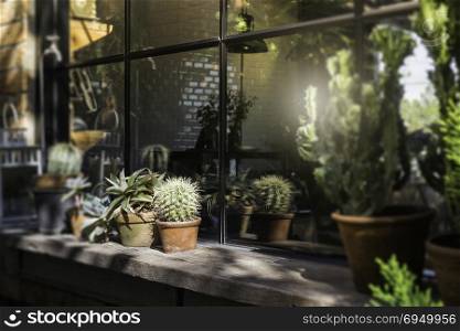 Window frame decorated with green plant pot, stock photo