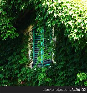window in green foliage