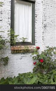 window in white painted cracked brick wall and red roses