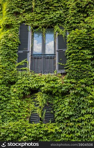 Window with green ivy on wall in Italy