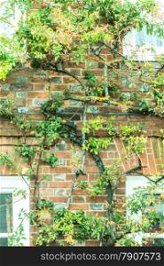 Windows and house brick wall covered with green tree branches in England