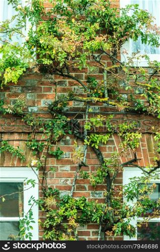 Windows and house brick wall covered with green tree branches in England