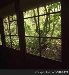 Windows looking out on tropical forest