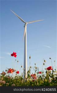 windturbine with blue sky and poppies on foreground