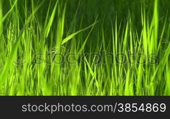 Windy green grass.