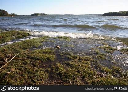 Windy sea with wet grass on foreground