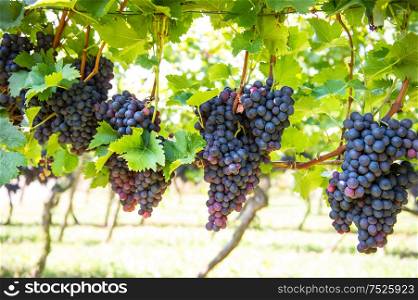 Wine grape fruit plants outdoors in vineyard. Red grapes with green leaves on the vine